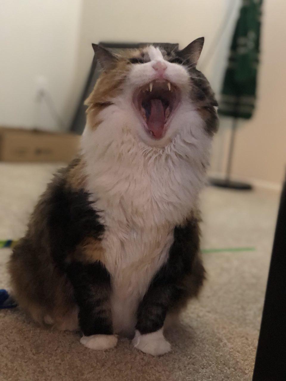 Amika - "AHHHHHHHH! (actually a yawn)"
